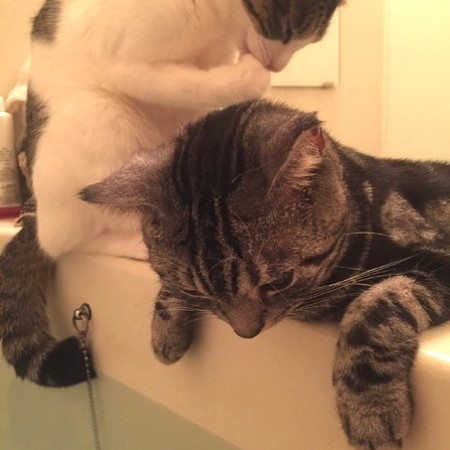 猫は水が苦手u2026その常識って嘘？ 本当？ 知っておきたい猫と水の常識 