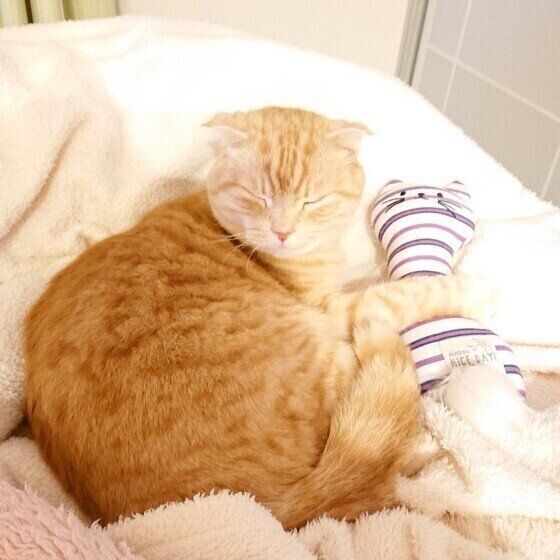 普段鳴かない猫が「ニャッニャッ」と鳴くときは？『鳴き声からわかる猫 