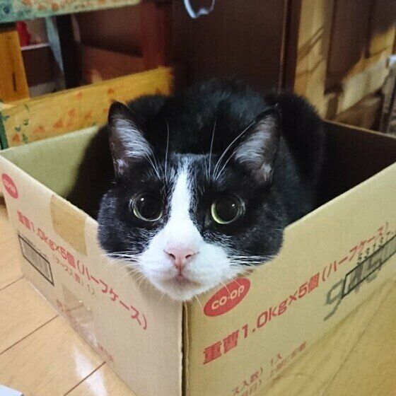 癒される！ 100円ショップで見つけたキュートな猫雑貨たち (ねこのき 