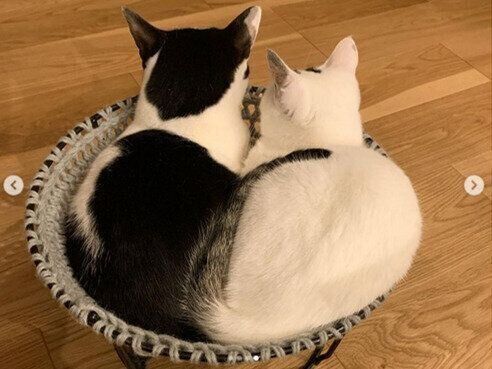 猫がパソコンや薄い紙の上に乗りたがる理由 どうしてそこに を解説します ねこのきもちnews Line News