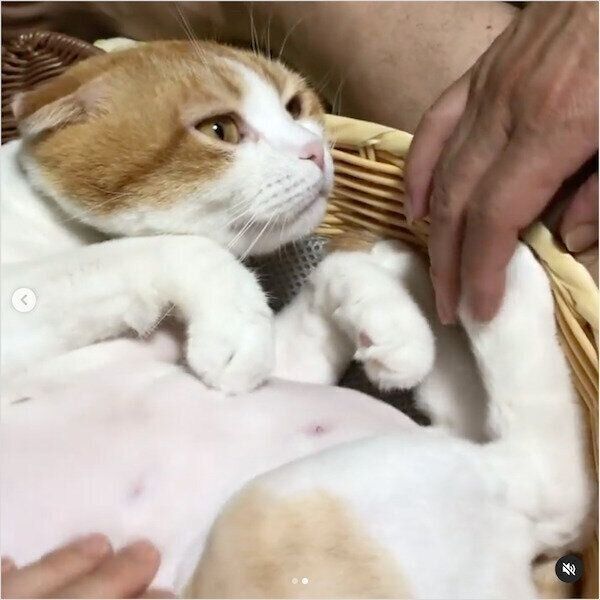 猫も嬉しくなっちゃう!? 快適に過ごすための「ダイソー猫グッズ」3選 