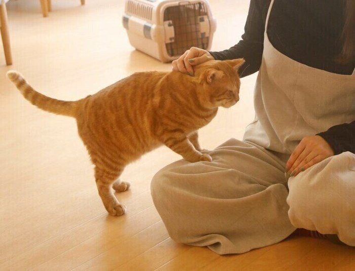 怯えている猫が見せる6つの行動と気を付けること ねこのきもちnews Line News 怯えている猫が見せる6つの行動と気を付けること ねこのきもちnews Line News