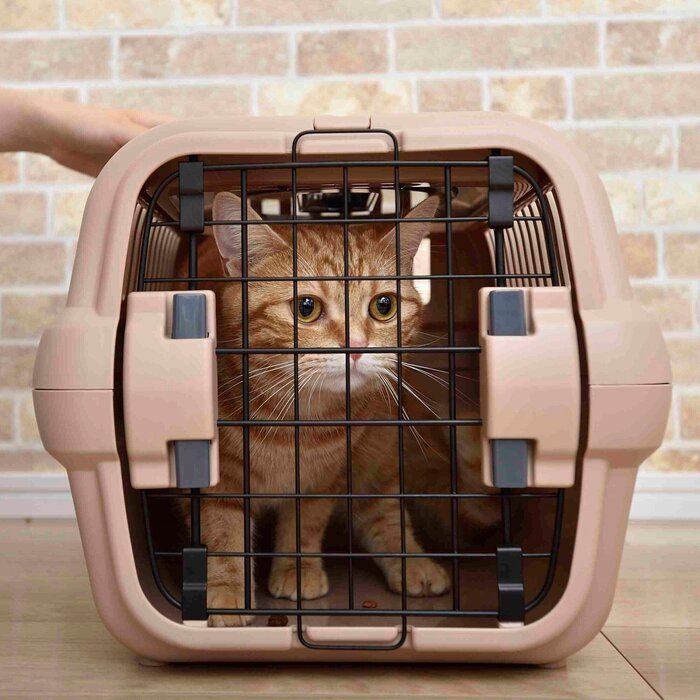 怯えている猫が見せる6つの行動と気を付けること ねこのきもちnews Line News 怯えている猫が見せる6つの行動と気を付けること ねこのきもちnews Line News