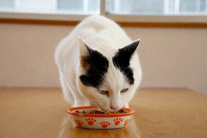 怯えている猫が見せる6つの行動と気を付けること ねこのきもちnews Line News 怯えている猫が見せる6つの行動と気を付けること ねこのきもちnews Line News
