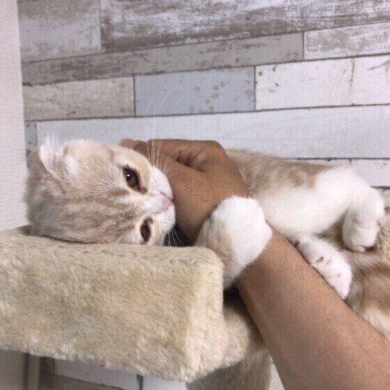 子猫がどうしても入りたくてたまらない場所 そこには ねこのきもちnews Line News