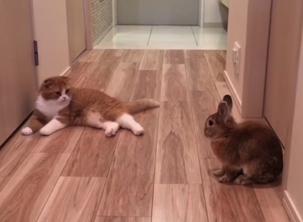 なにこれカワイイ ウサギを見つめたあとの ニャンコの行動とは ねこのきもちnews