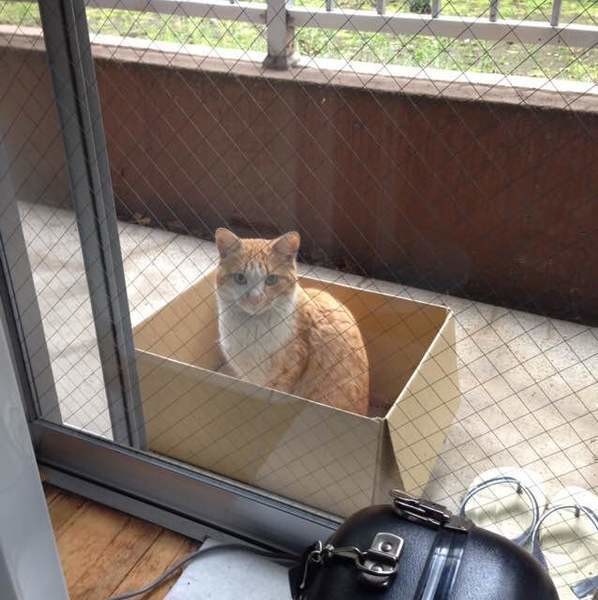 捨てるはずだったのに 段ボールのニャるほど活用法 ねこのきもちnews Line News