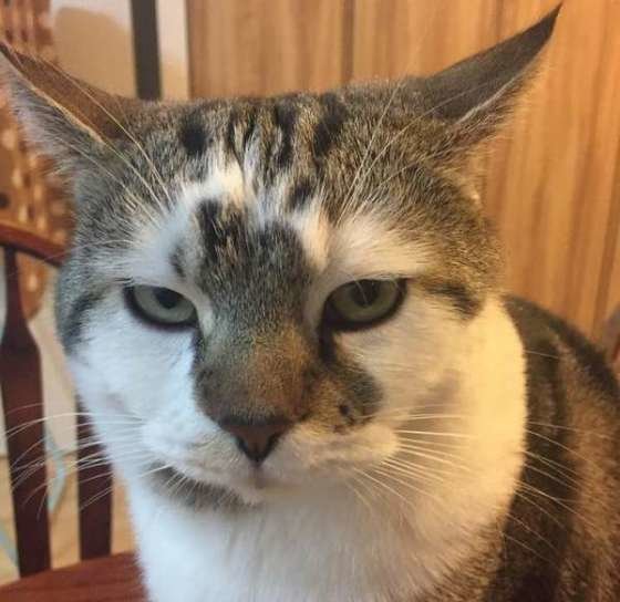 そんなに怒らないで 愛猫に怒られたと感じたエピソードがあるあるすぎる ねこのきもちnews Line News