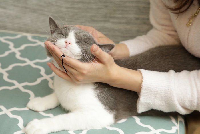 愛猫の表情に飼い主さんも癒される 顔まわりのマッサージ ねこのきもちnews