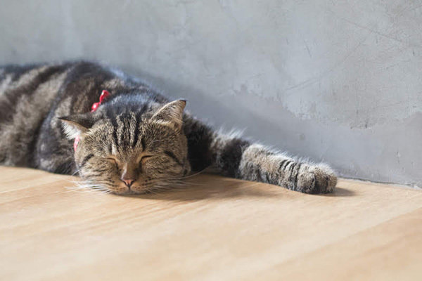 猫が家の中をパトロールする理由 ウロウロする のはストレスサインかも ねこのきもちnews Line News