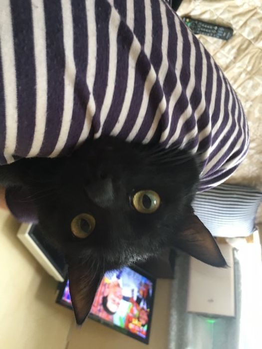 新発見 猫の うれしい を人にたとえてみたら気持ちがもっとわかった ねこのきもちnews Line News