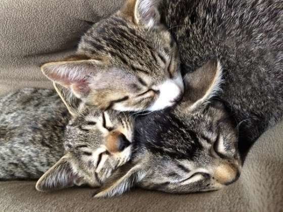 冬の風物詩 ほっこり 猫団子 の理由とかわいすぎる画像まとめ ねこのきもちnews