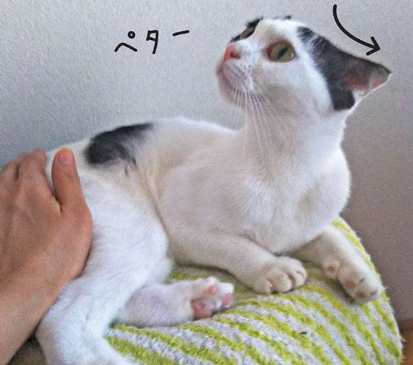 体のパーツの動きでわかる 猫の気持ち 勘違いしやすい5つの動作とは ねこのきもちnews