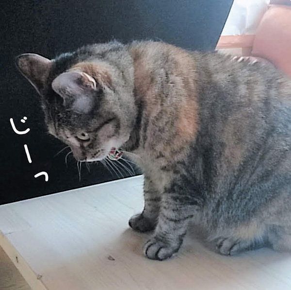 体のパーツの動きでわかる 猫の気持ち 勘違いしやすい5つの動作とは ねこのきもちnews