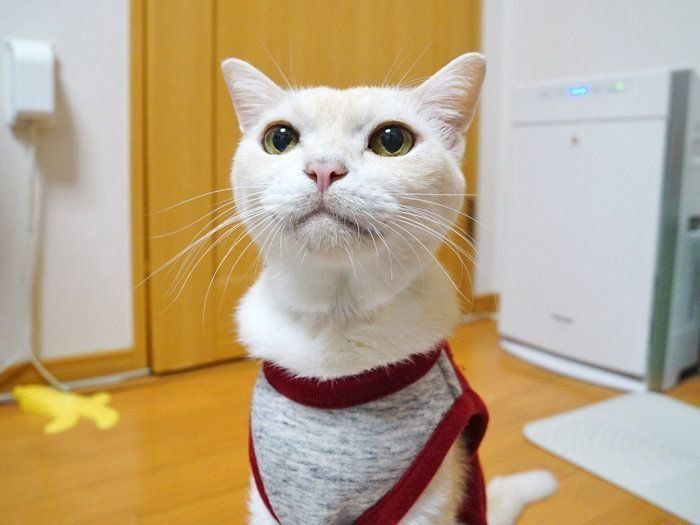 猫が大好き カサカサビニール袋 本日もねこ晴れなり Vol 195 ねこのきもちnews Line News