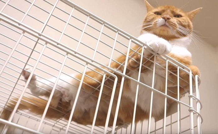 もふもふ過ぎるにゃんこ 下から見るとこうなってました ねこのきもちnews もふもふ過ぎるにゃんこ 下から見るとこうなってました ねこのきもちnews