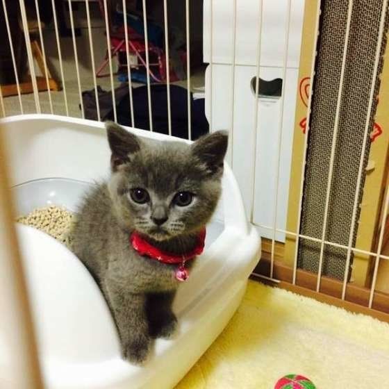 便秘や粗相の原因に やりすぎngな猫の トイレのお世話 3選 ねこのきもちnews Line News