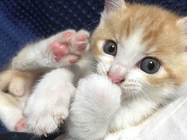 V系バンドマンの育 子猫 奮闘記 1 目もあいてない子猫を拾ったら ねこのきもちnews Line News V系バンドマンの育 子猫 奮闘記 1 目もあいてない子猫を拾ったら ねこのきもちnews Line News