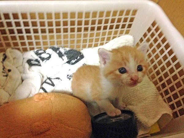 V系バンドマンの育 子猫 奮闘記 1 目もあいてない子猫を拾ったら ねこのきもちnews Line News V系バンドマンの育 子猫 奮闘記 1 目もあいてない子猫を拾ったら ねこのきもちnews Line News