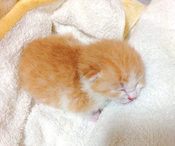 V系バンドマンの育 子猫 奮闘記 1 目もあいてない子猫を拾ったら ねこのきもちnews Line News V系バンドマンの育 子猫 奮闘記 1 目もあいてない子猫を拾ったら ねこのきもちnews Line News