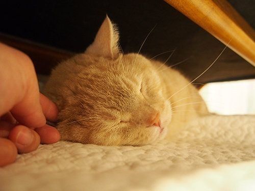 ころころ変わるお気に入りの場所 でも ずっと傍にいる寂しがり屋のぷーちゃん マンチカンのぷーちゃん Vol 52 ねこのきもちnews Line News ころころ変わるお気に入りの場所 でも ずっと傍にいる寂しがり屋のぷーちゃん マンチカンのぷーちゃん Vol 52 ねこのきもちnews Line News