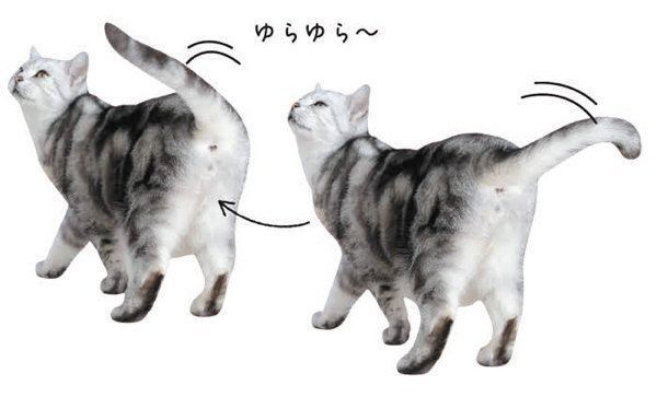 嬉しい 楽しい 大好き 猫が伝える Yesサイン とは ねこのきもちnews Line News