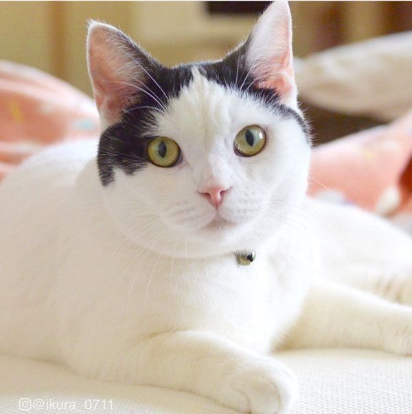 かわいすぎて溶けそう 顔マッサージするニャンコに大反響 ねこのきもちnews Line News