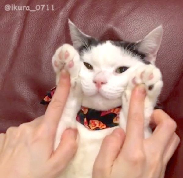 かわいすぎて溶けそう 顔マッサージするニャンコに大反響 ねこのきもちnews Line News