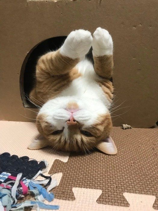 猫も寝落ちする 眠いとき に見せる3つのサイン ねこのきもちnews Line News 猫も寝落ちする 眠いとき に見せる3つのサイン ねこのきもちnews Line News