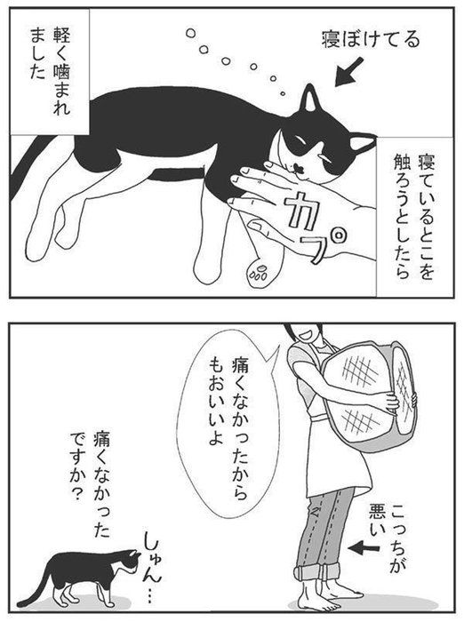 毎日チェックしたくなる おすすめ猫ブログ5選 ねこのきもちnews Line News 毎日チェックしたくなる おすすめ猫ブログ5選 ねこのきもちnews Line News