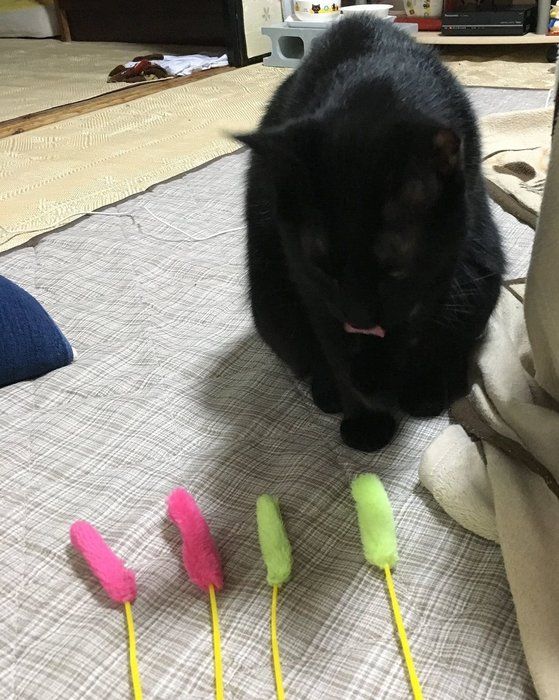 ダイソーの猫じゃらしってどう 愛用する猫たちの反応 ねこのきもちnews Line News