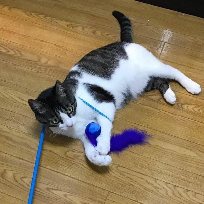 ダイソーの猫じゃらしってどう 愛用する猫たちの反応 ねこのきもちnews Line News