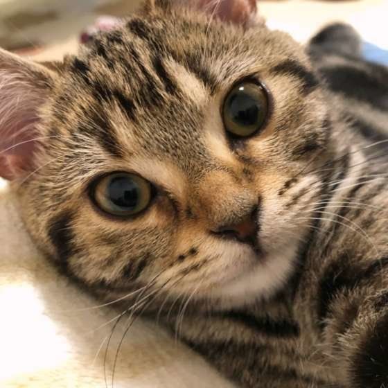 プレゼントにもおすすめの猫グッズ10選 お世話グッズやおもちゃ 猫雑貨も ねこのきもちnews Line News