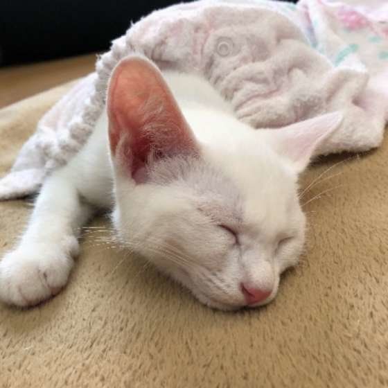 白猫の性格は 特徴から白い理由まで 白猫を徹底解説 ねこのきもちnews 白猫の性格は 特徴から白い理由まで 白猫を徹底解説 ねこのきもちnews