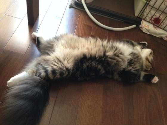 おもしろ可愛い 猫の まっすぐ寝 の秘密を詳しく解説 ねこのきもちnews おもしろ可愛い 猫の まっすぐ寝 の秘密を詳しく解説 ねこのきもちnews