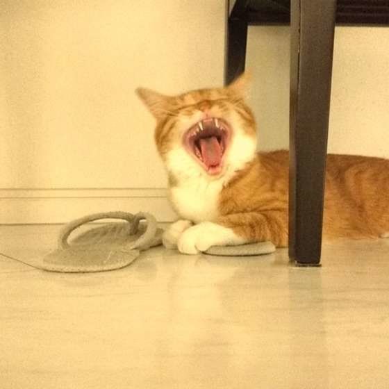 猫の本音が丸わかり 鳴く 寝る 乗る にまつわるギモン ねこのきもちnews Line News