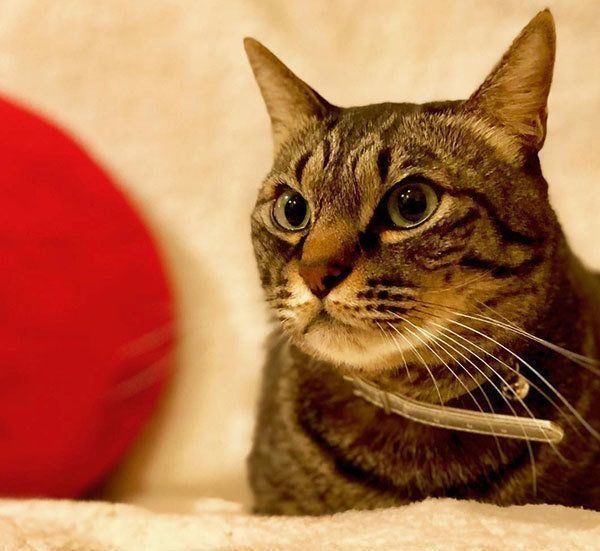 爆笑猫エッセイで話題 7匹の猫と暮らす 猫マスター 響介さんって ねこのきもちnews Line News