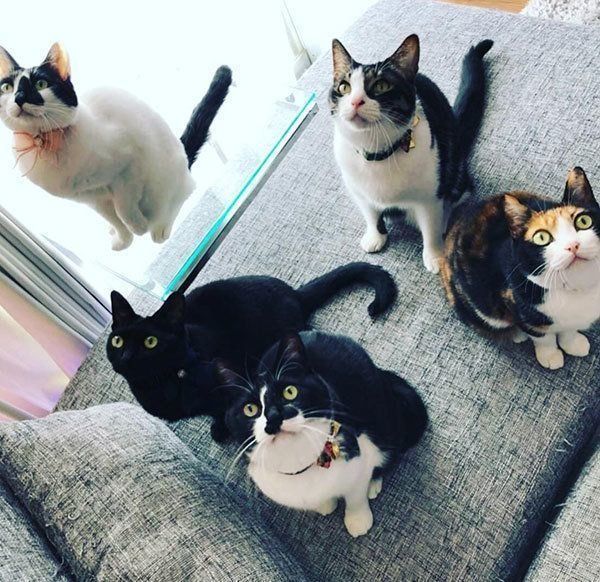 爆笑猫エッセイで話題 7匹の猫と暮らす 猫マスター 響介さんって ねこのきもちnews Line News