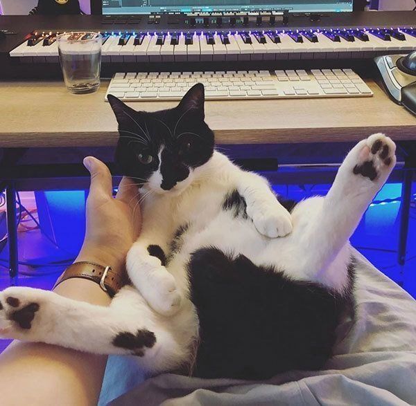 爆笑猫エッセイで話題 7匹の猫と暮らす 猫マスター 響介さんって ねこのきもちnews Line News