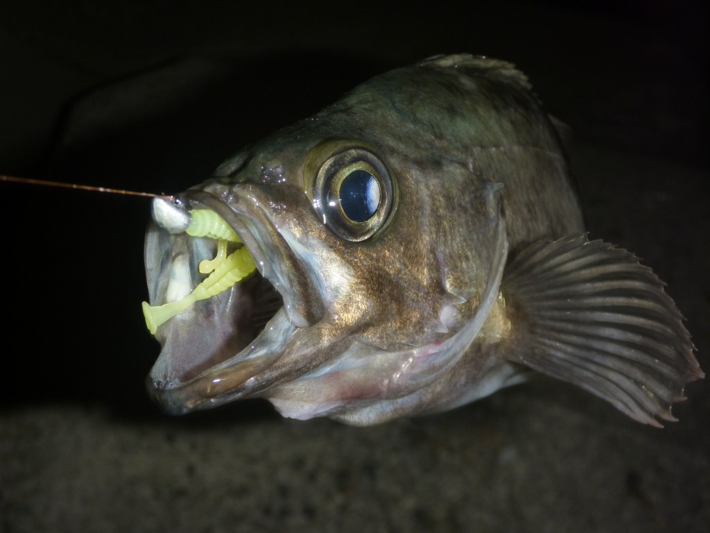 スティーズスピニングモデルに 621lxu St スーパースカイフラッシュ が追加