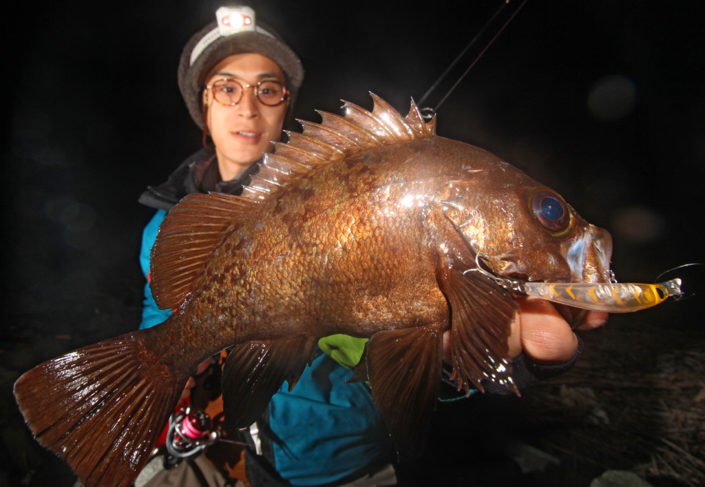 メバリング講座 大型メバル狙いの必殺戦略 藻場のシャロ マジック攻め