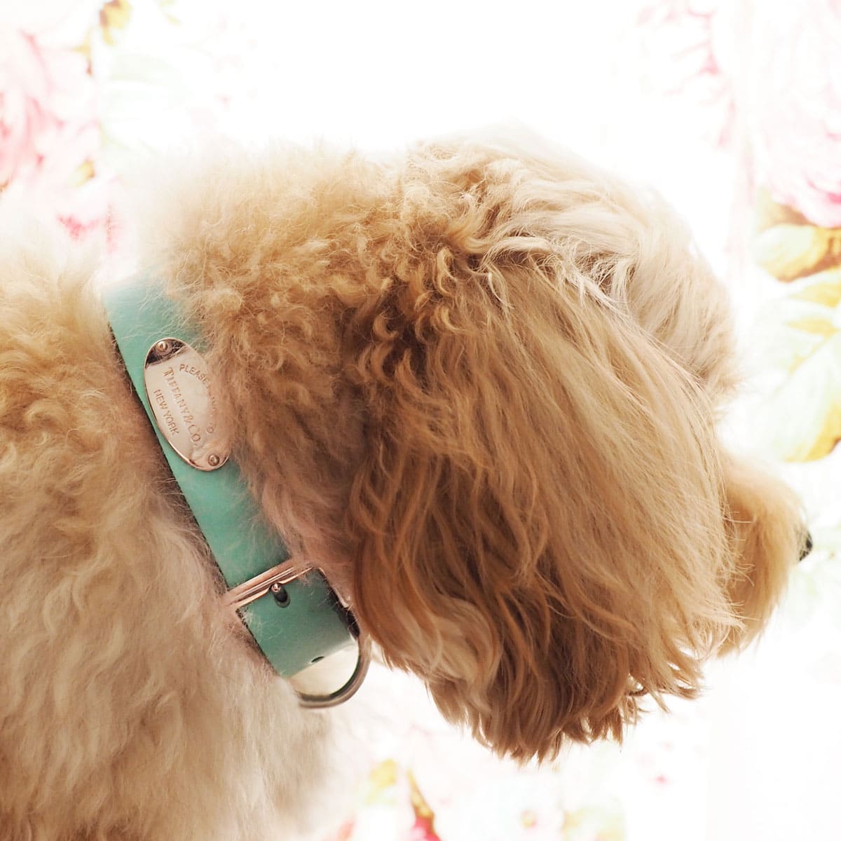 19年のmyベスト フォトグラファー スタイリスト島添博子さんの愛犬グッズbest3