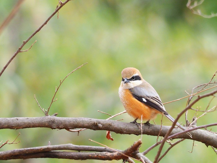 七十二候 玄鳥去 今回はモズと天気の関係