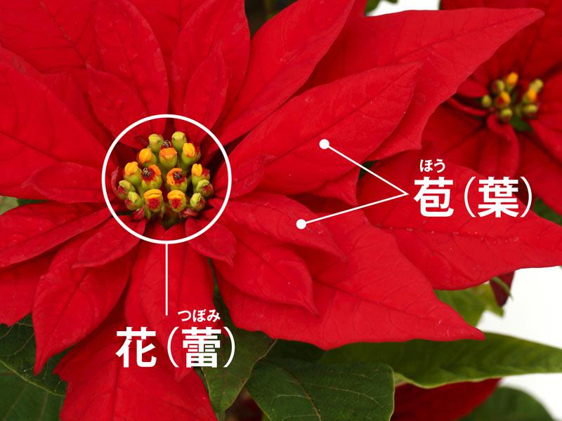 ポインセチアはなぜ クリスマスの花 になったのか ウェザーニュース Line News ポインセチアはなぜ クリスマスの花 になったのか ウェザーニュース Line News