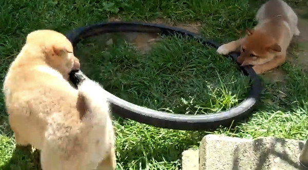 絶対に離さないぞ タイヤ遊びに火花を散らす子犬ちゃん