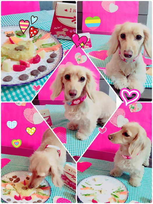 犬用メニューでご満悦 ワンコと過ごすバレンタイン