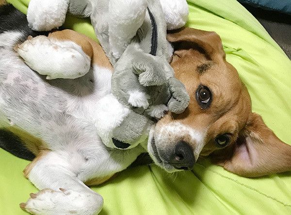 先代犬に申し訳ない 新しい犬を飼うことに葛藤する人へ 先代犬に申し訳ない 新しい犬を飼うことに葛藤する人へ