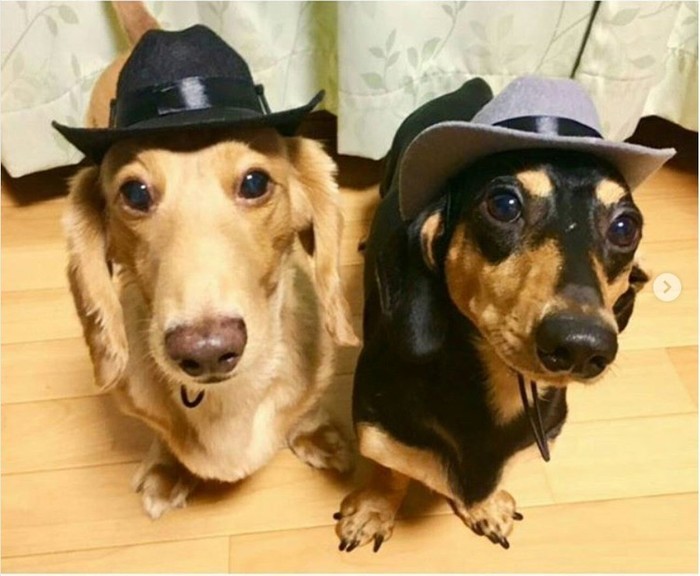 Image result for ç¬ dachshund å½¼ãã¯ããªããç¬ããã