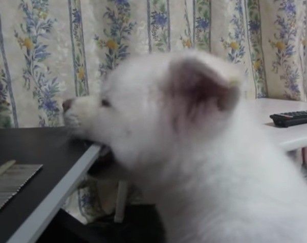 イタズラしちゃう子犬 先輩犬の無言の視線が いぬのきもちnews イタズラしちゃう子犬 先輩犬の無言の視線が いぬのきもちnews