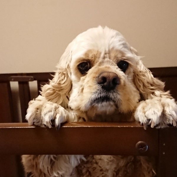 Image result for cocker 犬 美しい